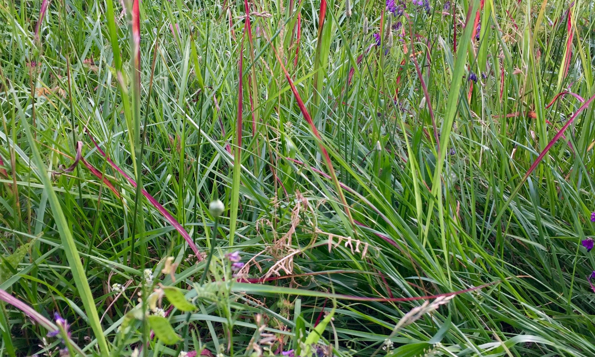 image of a meadow in the spring time