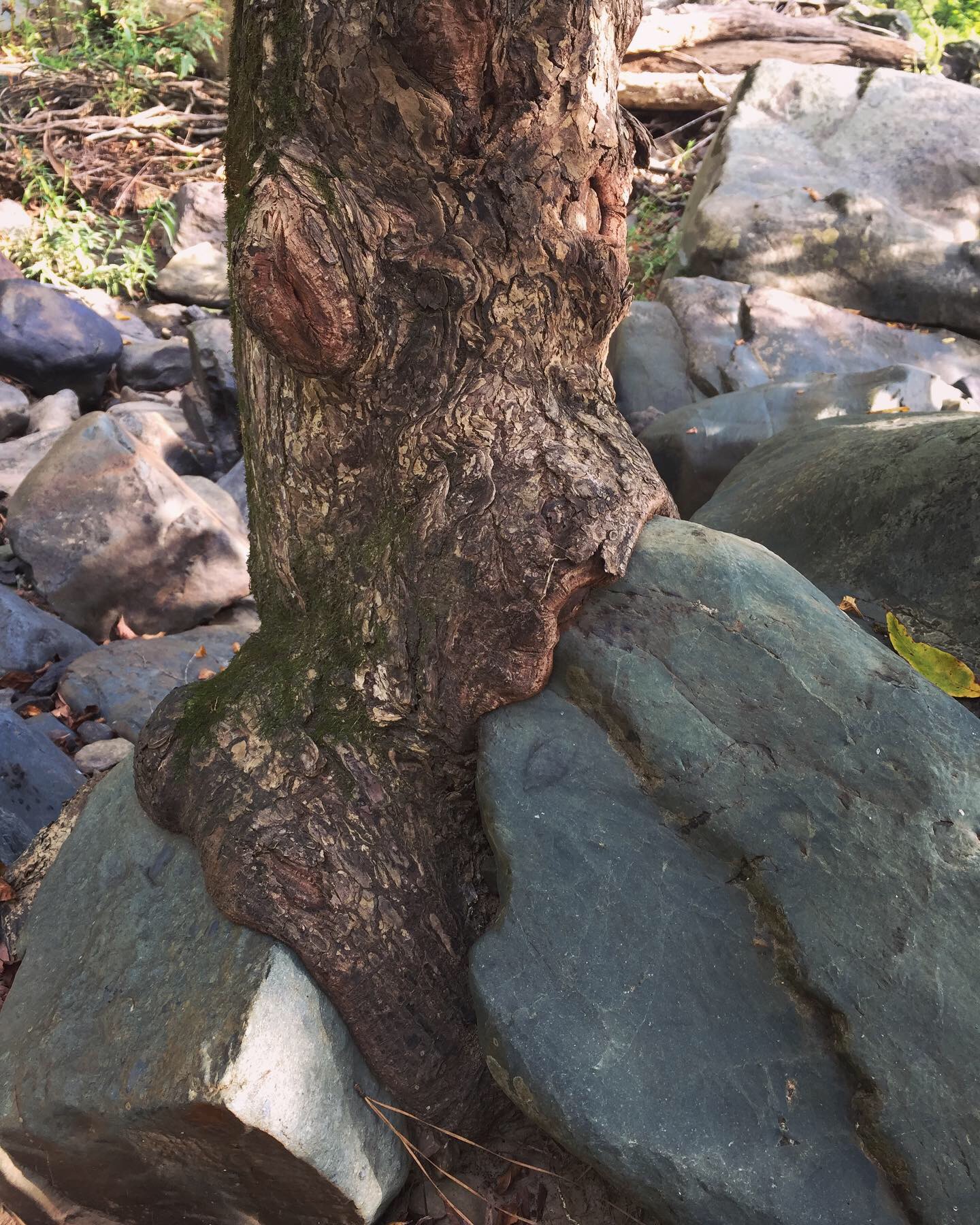 image of a beautiful tree which appears to be consuming a large stone underneath it