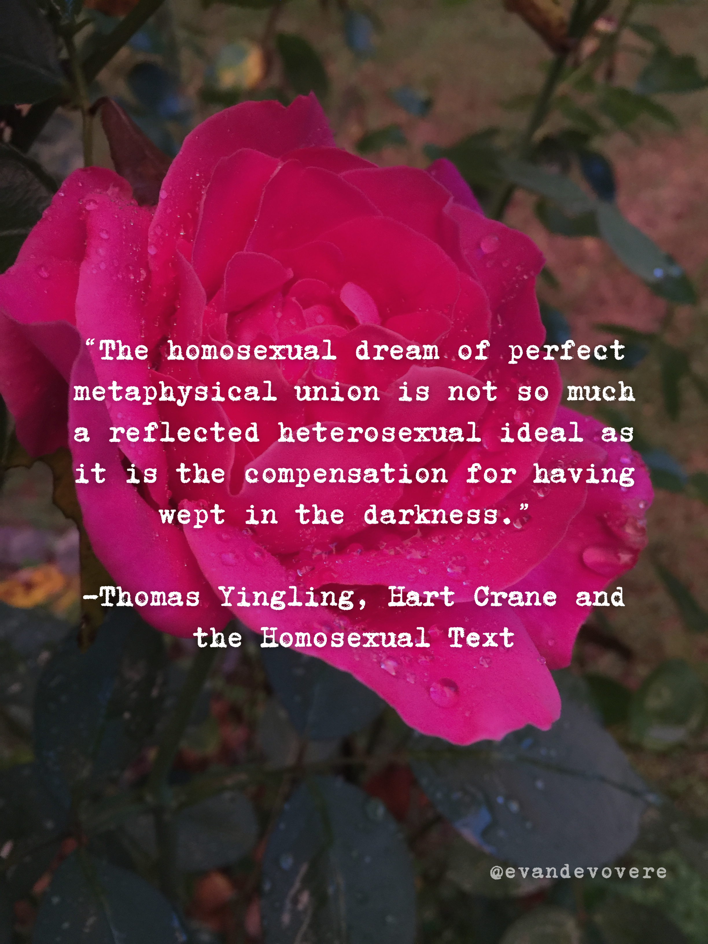 Image of a vibrant pink rose in golden hour light just after a summer rain. Text overlay on image says “The homosexual dream of perfect metaphysical union is not so much a reflected heterosexual ideal as it is the compensation for having wept in the darkness.” -Thomas Yingling