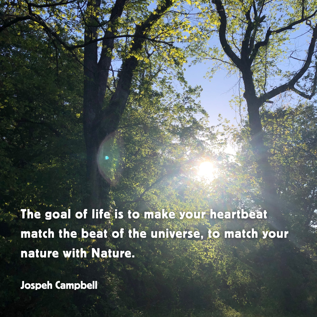 The sun peaking through two very tall trees that are very vibrant green. The light is causing an orb on the image. White text overlay reads: “The goal of life is to make your heartbeat match the beat of the universe, to match your nature with Nature. - Joseph Campbell”