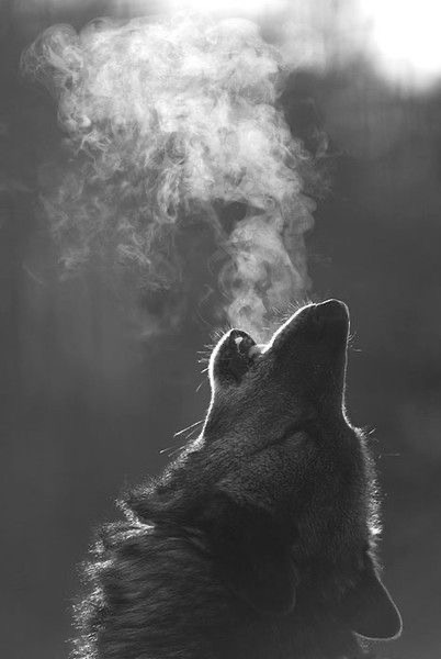 black and white photograph of a wolf howling into a cold night. their breath is clearly seen rising up above them